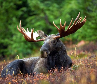 male moose