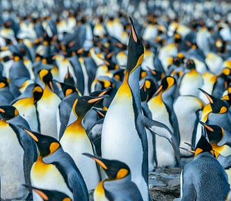 group of crowded penguins
