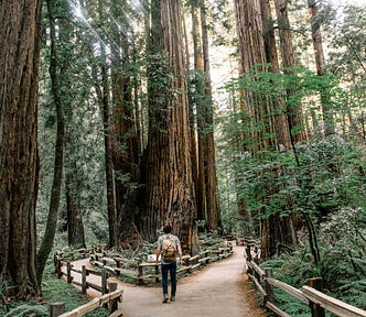 A footpath in the forest that forks into two directions; a person is choosing which path to take