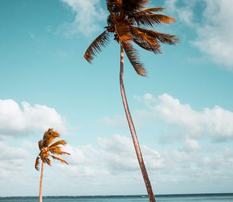 palm trees and the beach