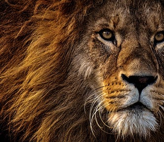 Lion