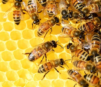 Yellow honeycomb (without honey) but with bees swarming on the surface.
