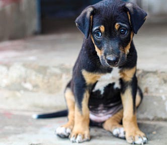 Photo of a black puppy with brown and white markings, looking sheepish or ashamed, sitting on the concrete, in front of a single concrete step.