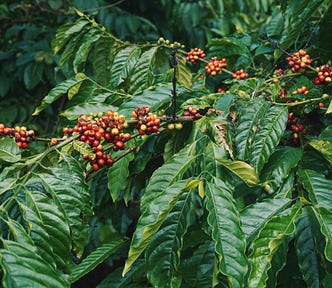 Coffee “cherries” growing on the plant