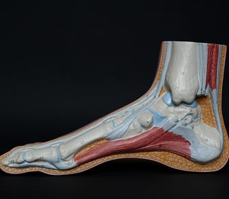 The side view of a foot showing the bones, muscles and the strongest tendon of all — the Achilles.