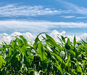a corn field with blue sky in the background.