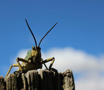 A cricket sits on top of a fence post. A blue sky with clouds is in the background.