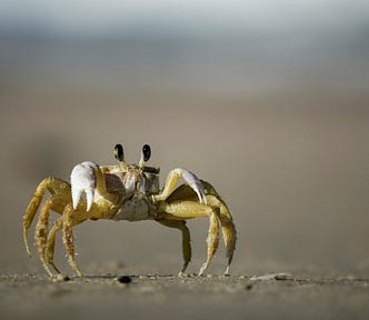 A crab on the sand.