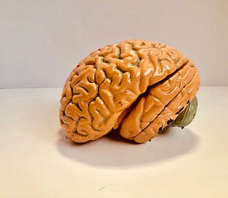 A yellow plastic model of a brain, sitting on a white tabletop
