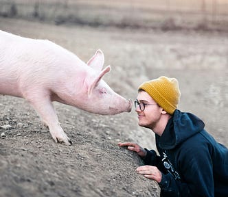 A human making friends with a pig