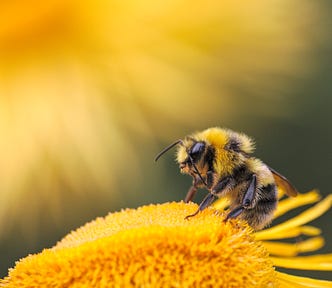 A bee feeding from what appears to be a sunflower