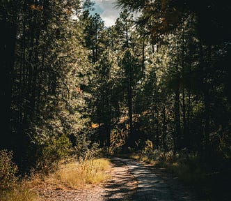 shaded forest trail