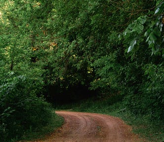 A dirt road in a green forest
