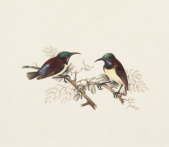Illustration of two small birds resting on branches