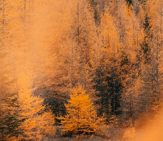 photo of the Larch tree in fall