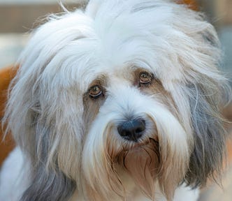 a terrier’s face with such long hair it looks like whiskes or a fu manchu