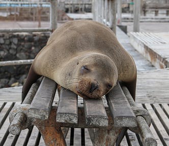 Grey seal sleeping on a wooden bench on a dock.