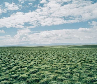 Endless green field with blue clouded sky.