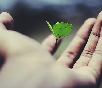 A newly sprouted plant in a human hand