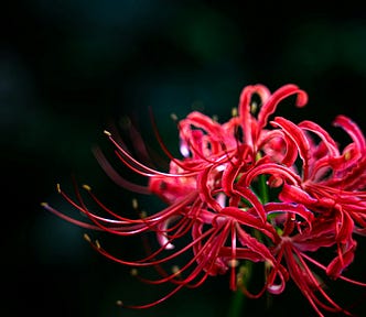 close up of a red flower