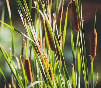 Photo of cattails along the shore.