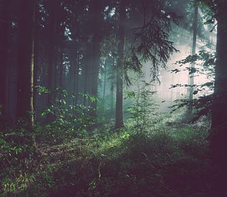 A forest, with rays of sunlight in behind the trees, radiating towards the viewer, through a slight mist in the air