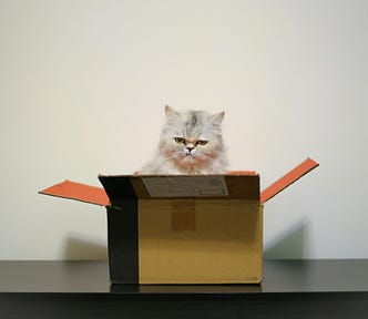 A grumpy white/grey cat sitting begrudgingly in a box on the table.