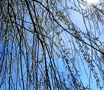 The healing winds, tree branches blowing in the wind, Spring buds, green growth, blue skies, bright sunshine | © pockett dessert, wind