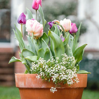 Spring flowers in a garden pot.