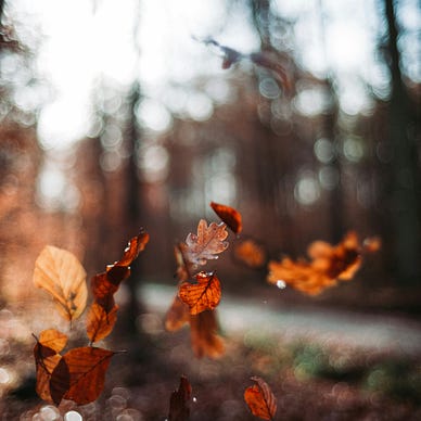 Leaves drifting on the wind in a woodland
