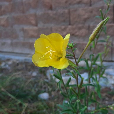 A yellow flower grows among the weeds.