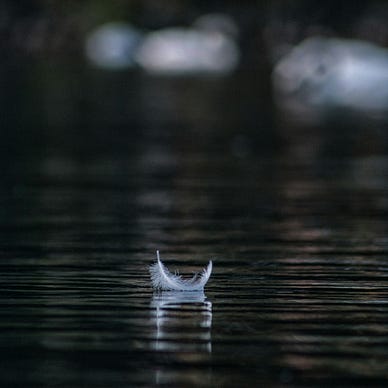 A single white feather floating upright on still, dark water with soft ripples and blurred reflections in the background.