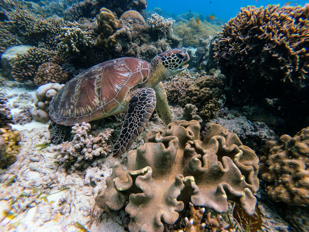 FamilyFriendly Turtle Watching Adventures on the Gold Coast by Cooly