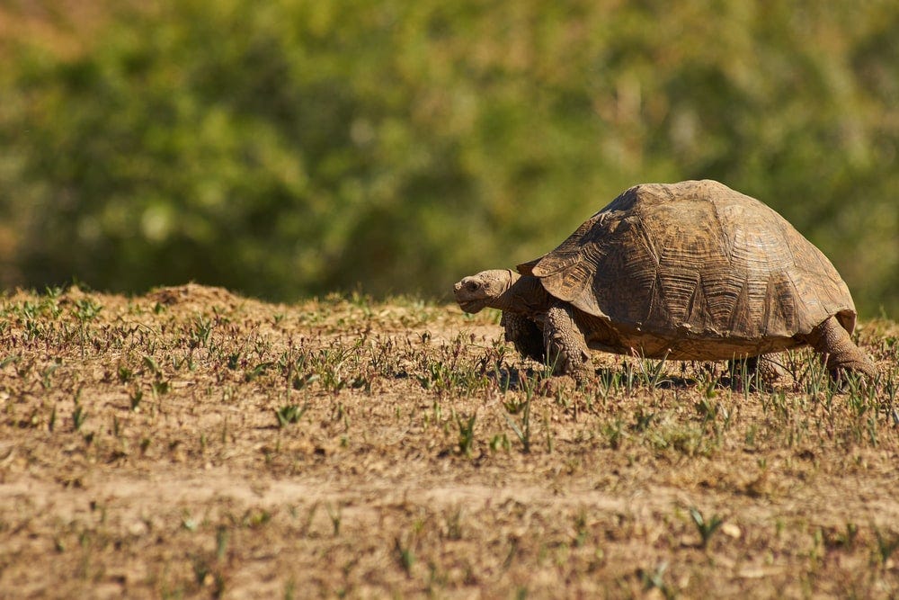 This Is Why You Should Use Tortoise-ORM in Your Python Projects | by ...