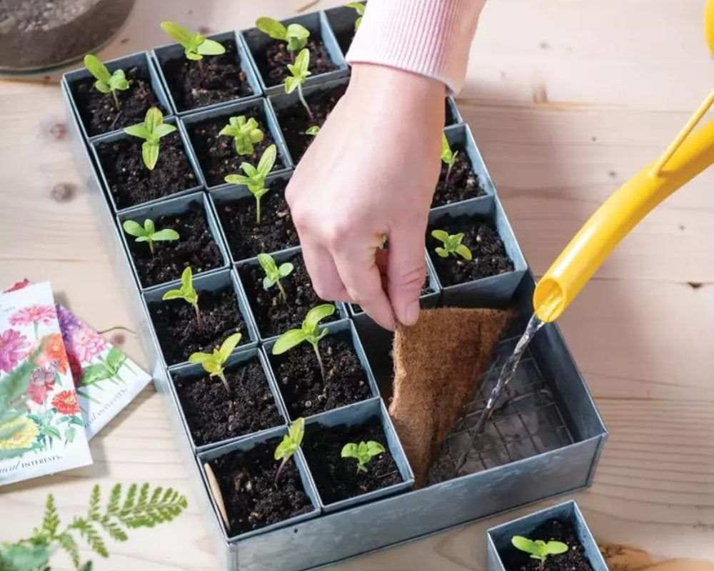 How to Use a Seed Starting Kit A Comprehensive Guide to Successful