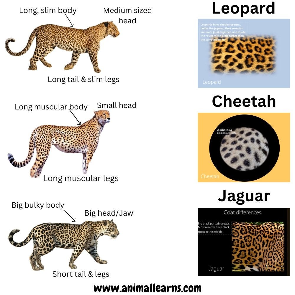 difference-between-leopard-vs-cheetah-vs-jaguar-by-animal-learns-medium