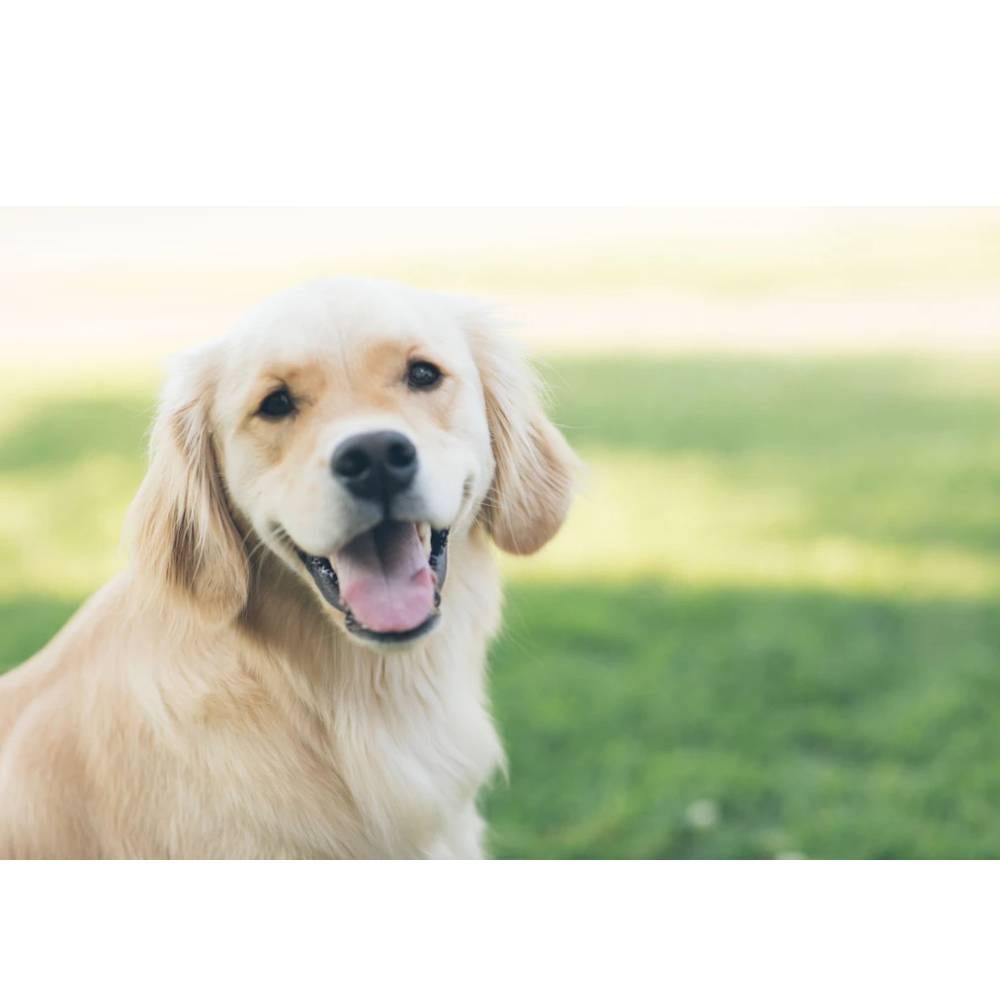 Can I Use Human Shampoo on my Dog? by Dhruba Sengupta May, 2024