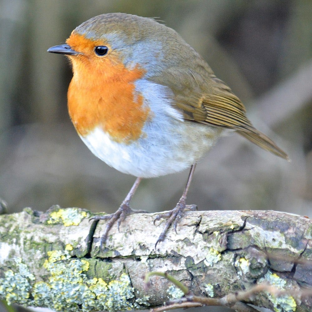 The Symphony of Birds: Understanding Avian Communication | by Sky ...