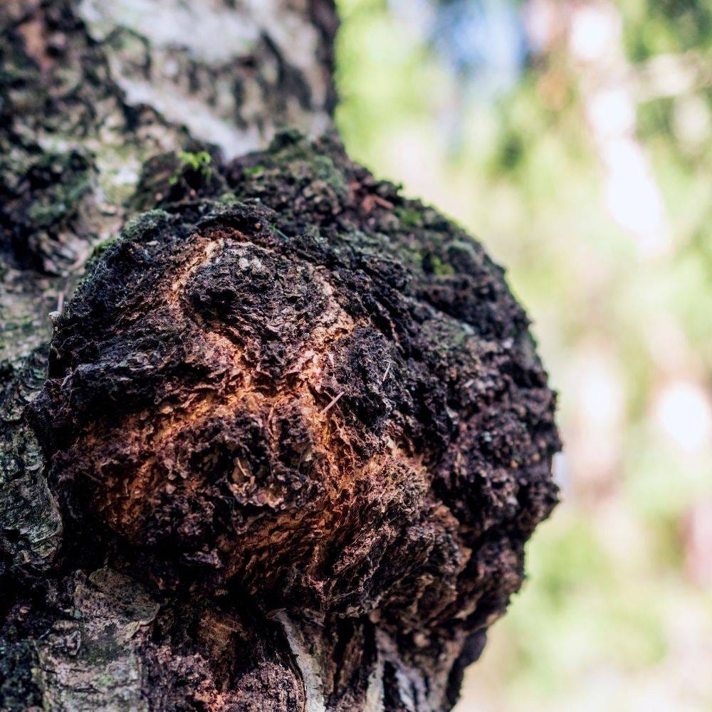 Best medicinal mushrooms for health, according to the experts by Qi Traditions Medium