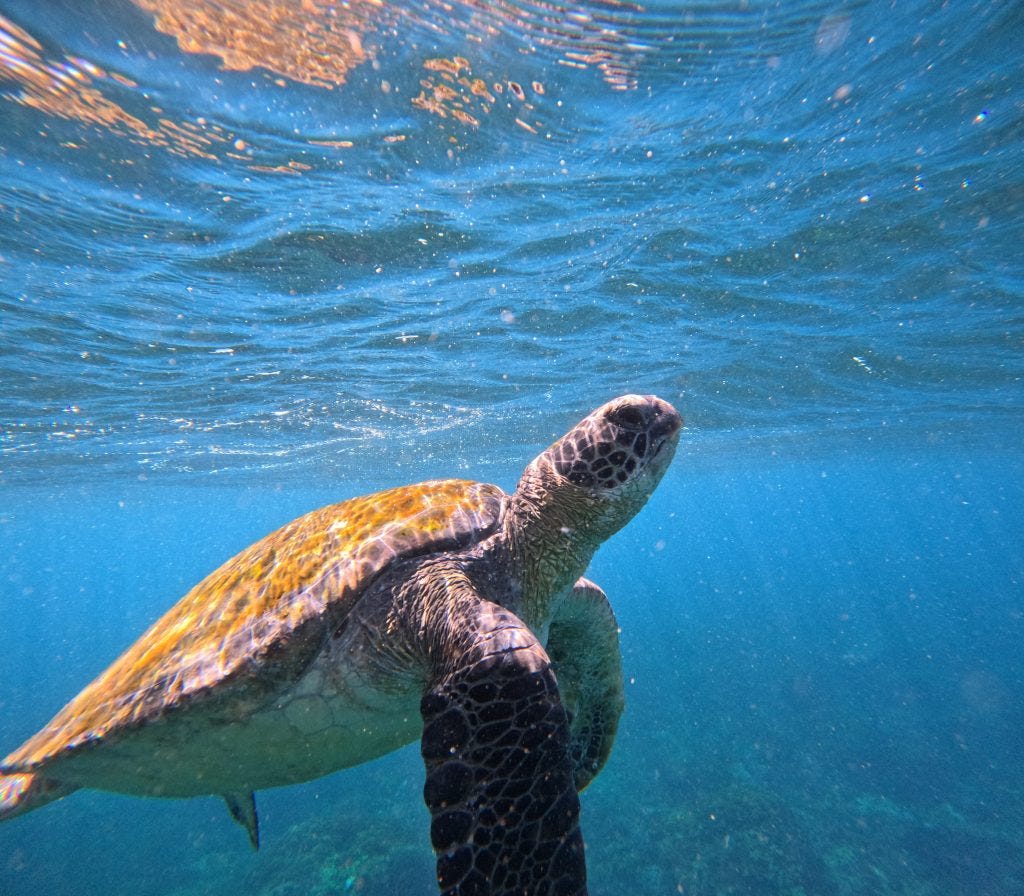 Unlocking the Wonders: Exploring Turtles along the Gold Coast | by ...