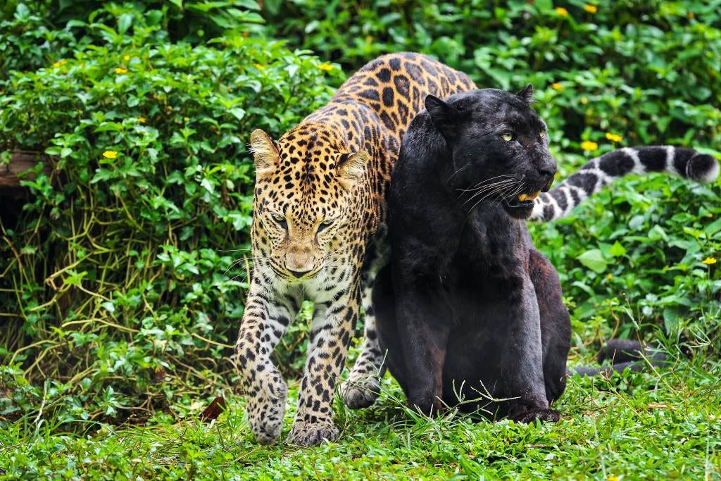 The Truth About Leopards and Panthers: Why They’re the Same Magnificent ...