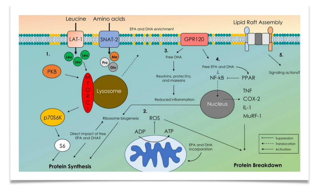 The Influence of Omega3 Fatty Acids on Skeletal Muscle Protein