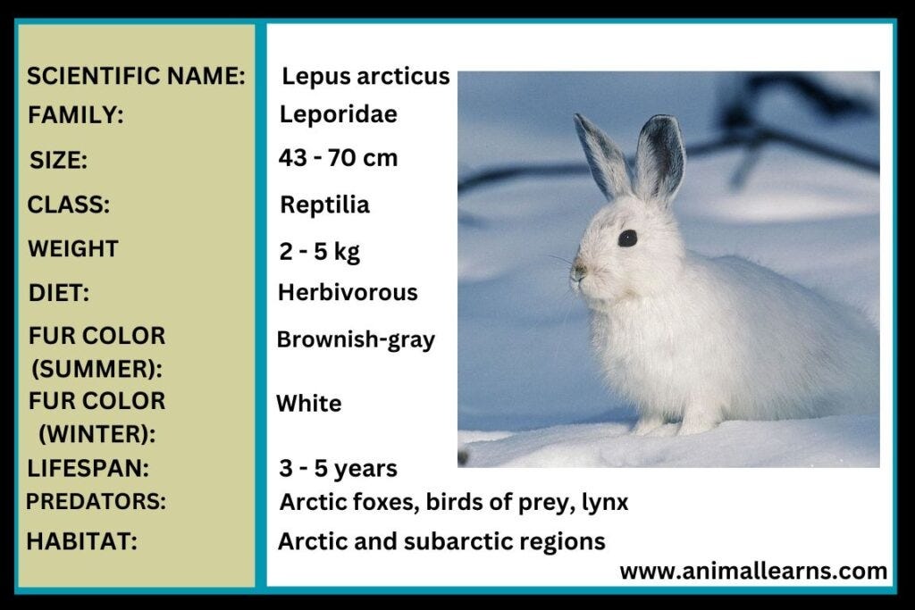 Arctic Hare: Habitat, Diet, Facts (With Pictures) | by Animal Learns