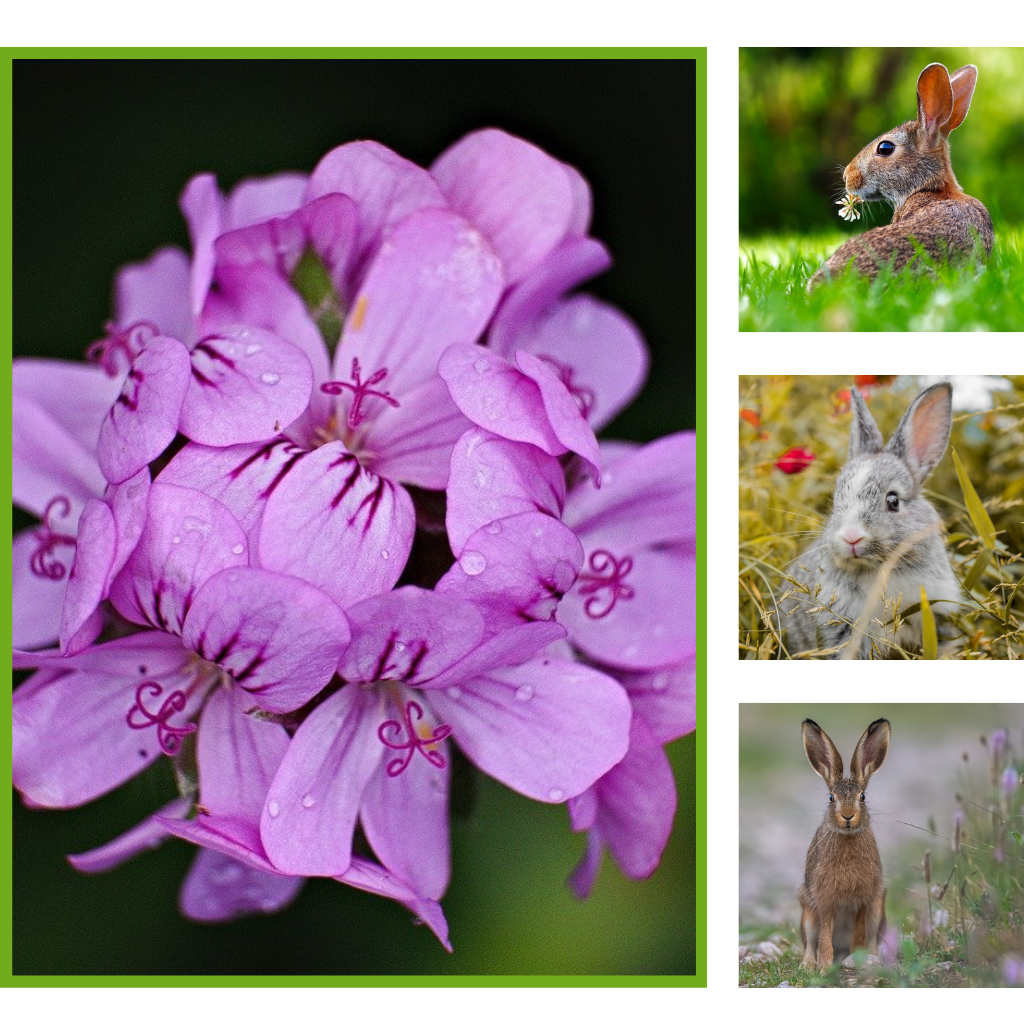Do Rabbits Eat Geraniums? - Mazhaoyang - Medium