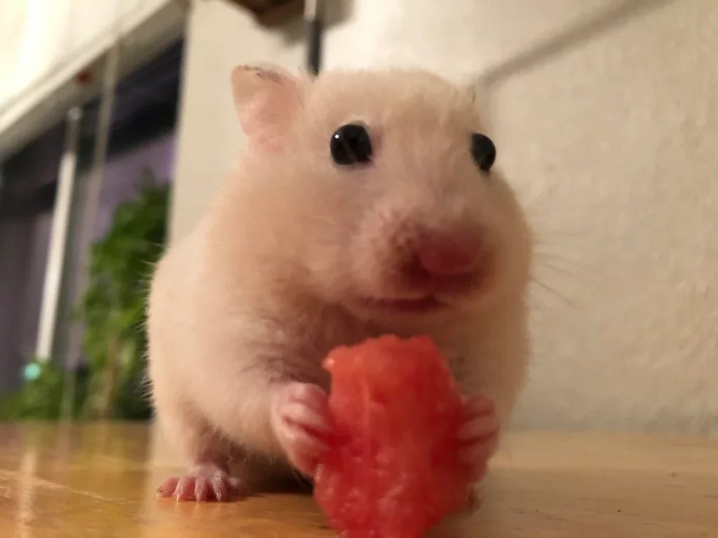 Unlocking the Watermelon Mystery Can Hamsters Relish This Juicy Treat