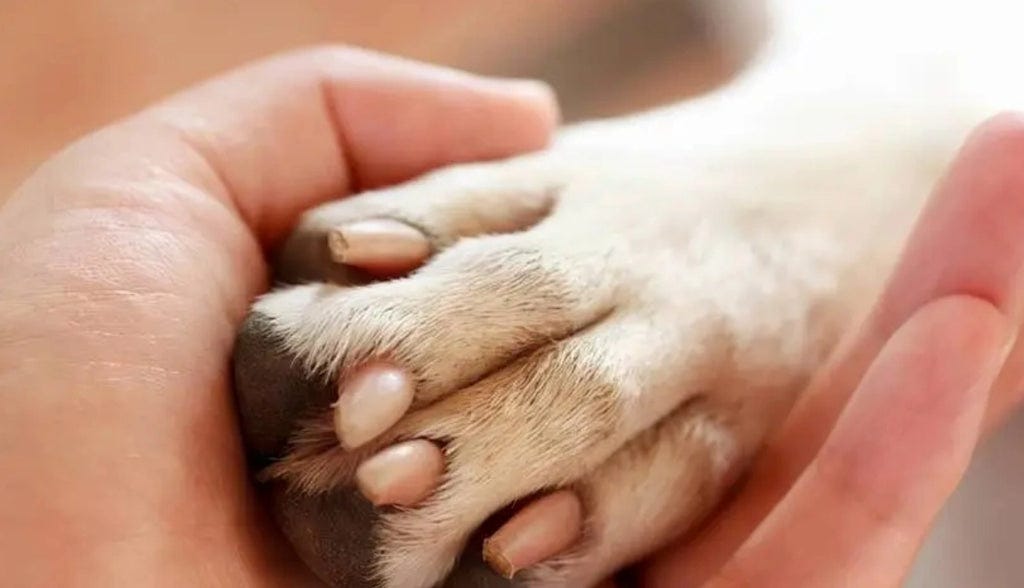15 Ways How to Stop Dog from Licking Paws Home Remedy by iPetprints