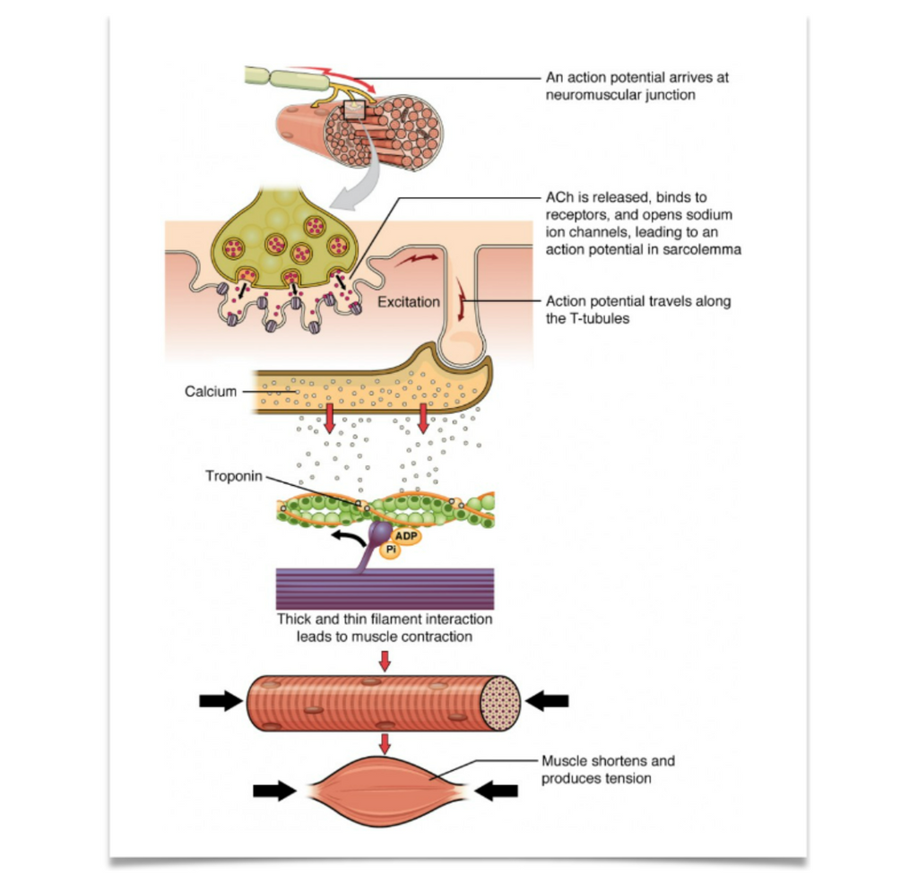 Optimal Sodium Intake Per Day (For Bodybuilders, Runners & More) by