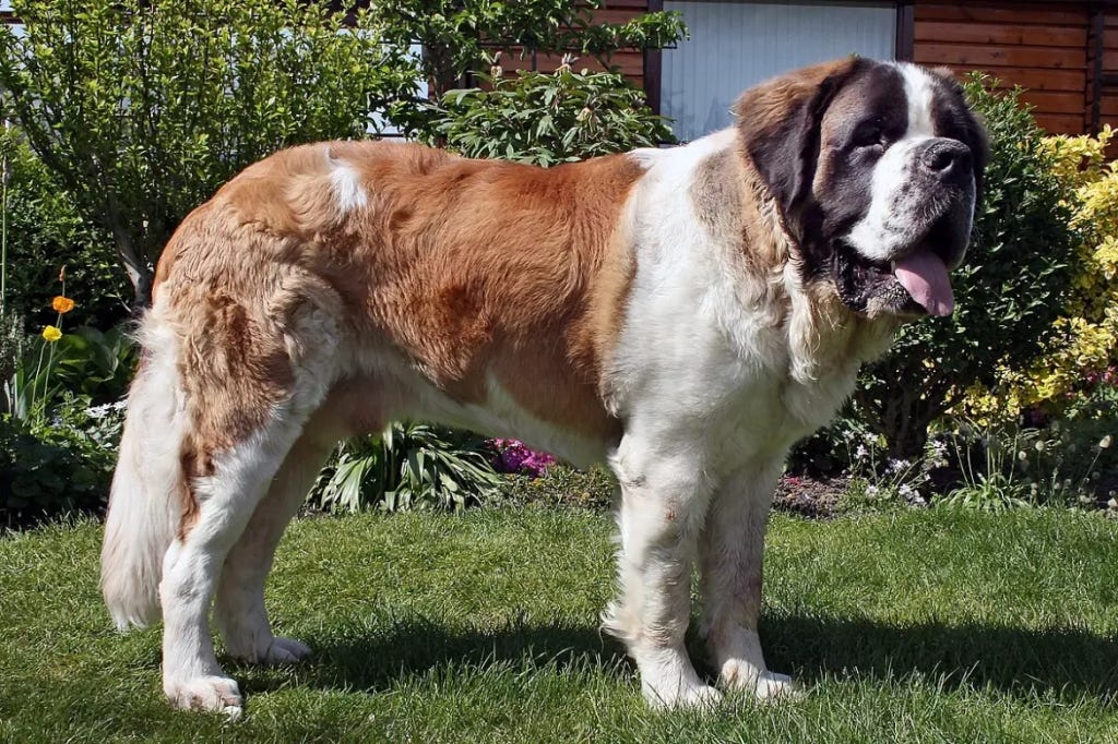 The Ultimate Guide to Saint Bernard Dog Breeds: Care, Companionship ...