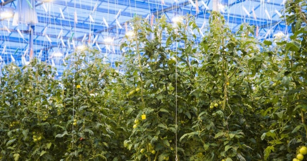 Best Grow Lights for Tomatoes Top Choices for Juicy Harvests by Barriesgardencentre Jan