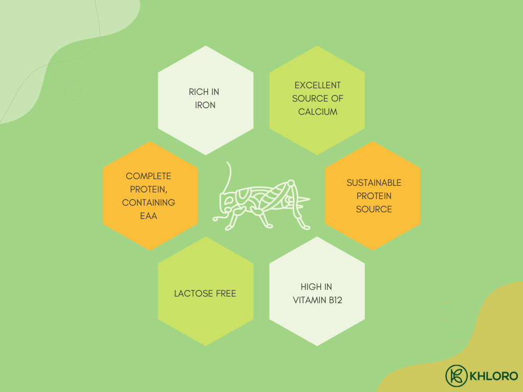Insect protein alternatives to Whey protein: | by Khloro | Medium